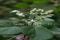 Clerodendrum viscosum